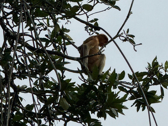 Brunei River-斯里巴加湾必去景点