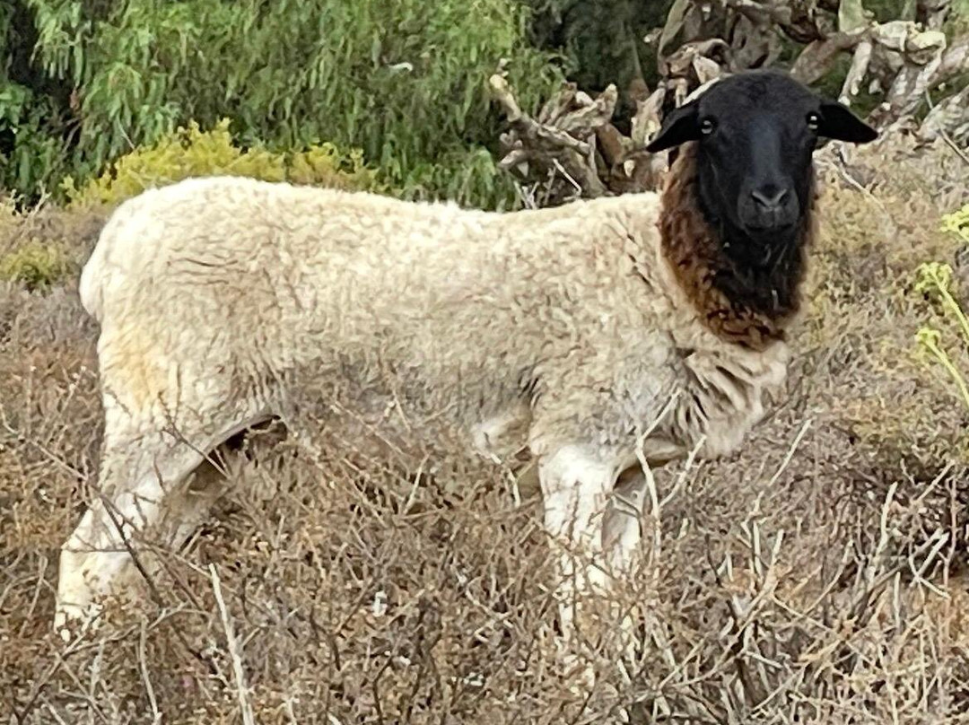 Karoo 1 Hotel Village主图