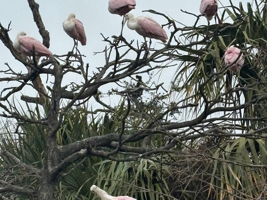 St. Augustine Alligator Farm Zoological Park-圣奥古斯丁必去景点