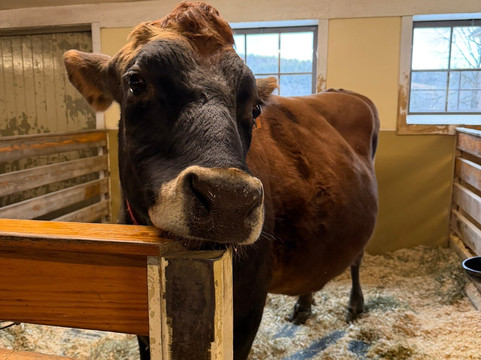 Billings Farm & Museum-伍德斯托克必去景点