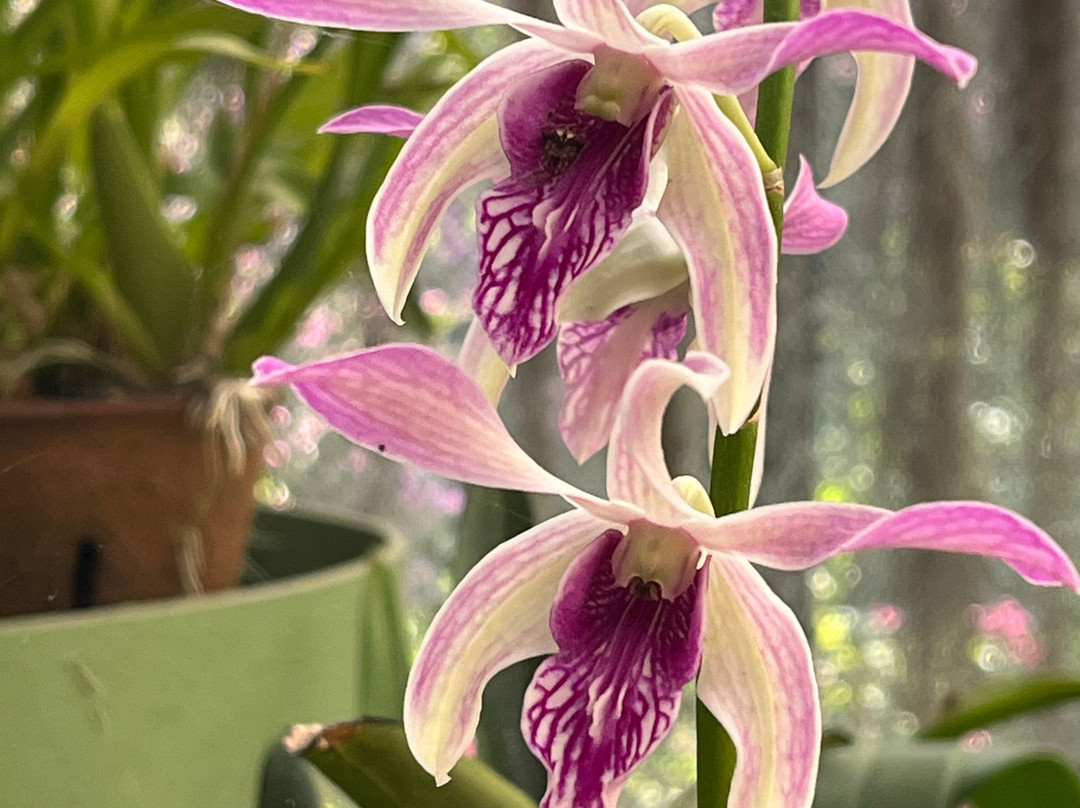 Reise Auf Sri Lanka-卡卢特勒必去景点