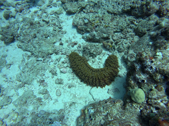 Emperator Diving Center-大湾必去景点