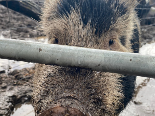 Kew Little Pigs Farm Ltd-Amersham必去景点