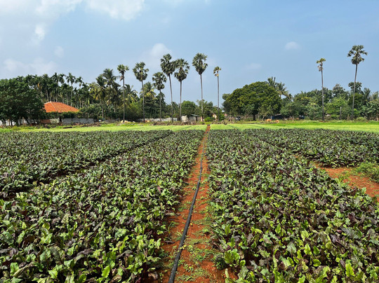 Thinnai Organic Farm主图