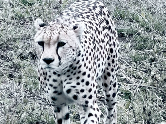 Tansania Reiseabenteuer SDL GmbH-柏林必去景点