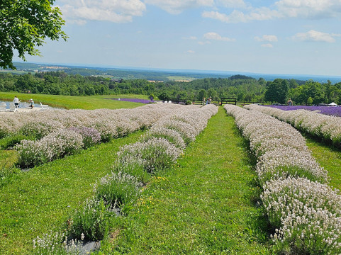 Purple Hill Lavender-Creemore必去景点