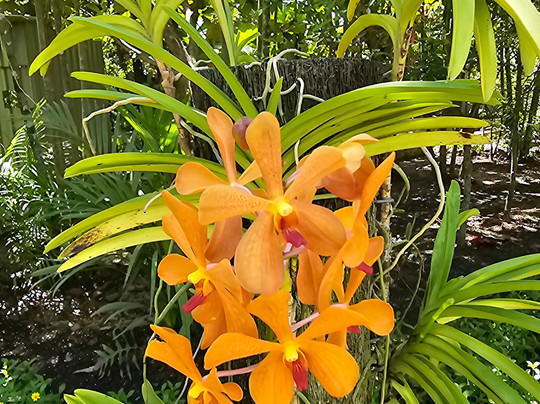 National Orchid Garden-莫尔兹比港必去景点