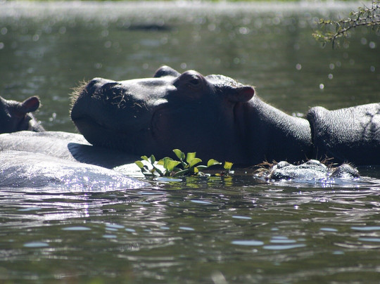 Morningstar Tours and Travel-Syokimau必去景点