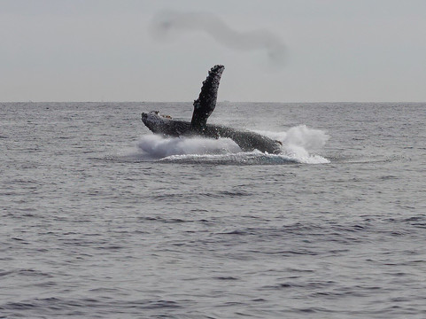 Whale Watch Cabo-卡波圣卢卡斯必去景点