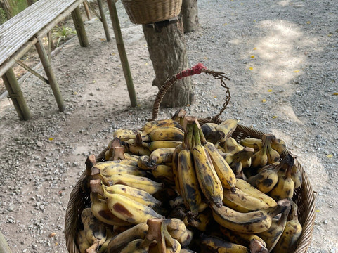 Hidden Forest Elephant Reserve-查龙必去景点