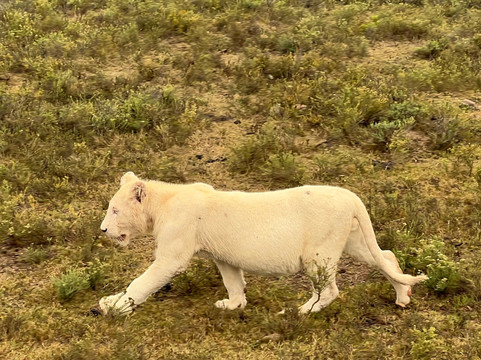 Take 2 Tours - Private Day Tours-开普敦中心区必去景点