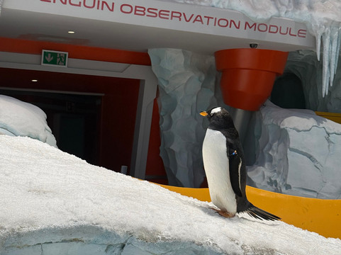 SeaWorld Yas Island Abu Dhabi-阿布扎比必去景点