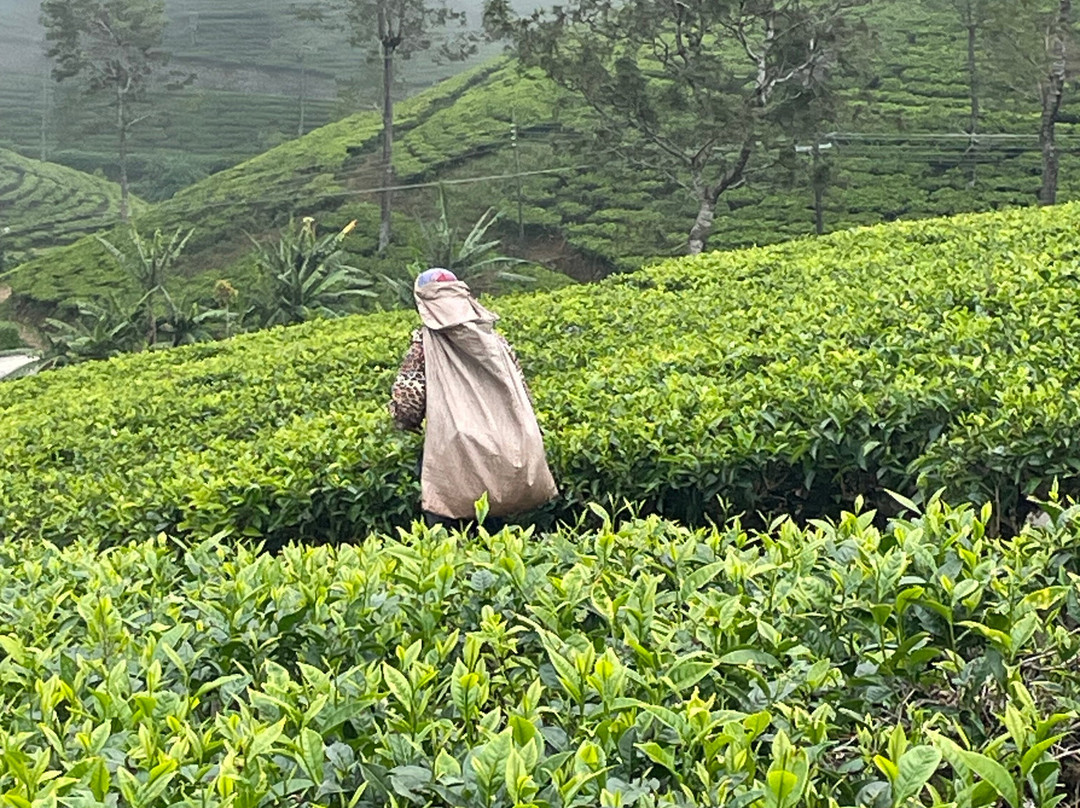 Travel Trail With Pulendran Gobi-埃勒必去景点