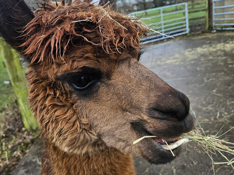 Cheshire Alpacas-Antrobus必去景点