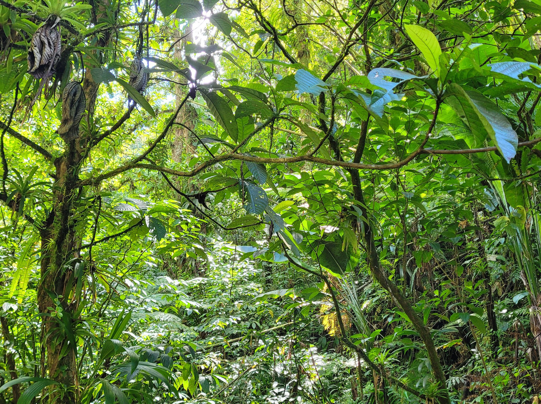 Domaine d'Emeraude-Le Morne-Rouge必去景点