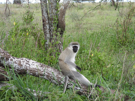 易捷旅游-一日游-阿鲁沙必去景点