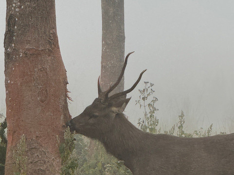 Sauraha Chitwan Nepal-苏拉哈必去景点