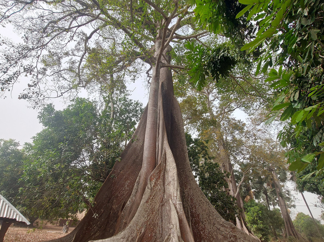 Office de Tourisme de Casamance-济金绍尔必去景点