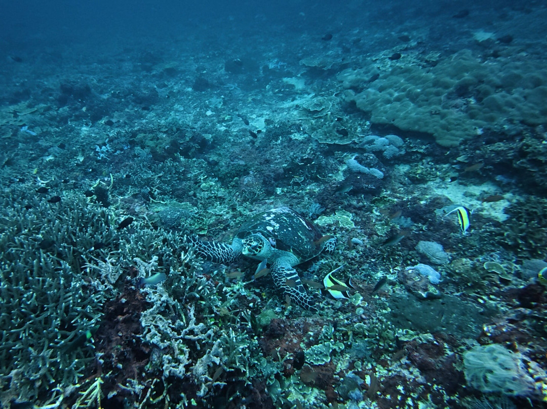 Legend Diving Lembongan-蓝梦岛必去景点