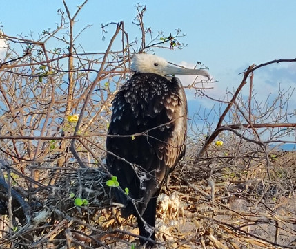 Fragata Yacht-Baltra必去景点