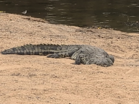 MoAfrika Tours-约翰内斯堡必去景点