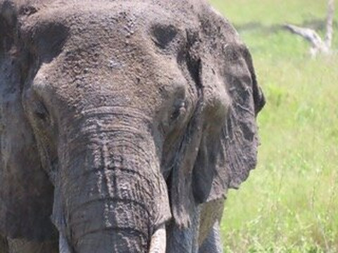 Thomson Safaris-塞伦盖蒂国家公园必去景点