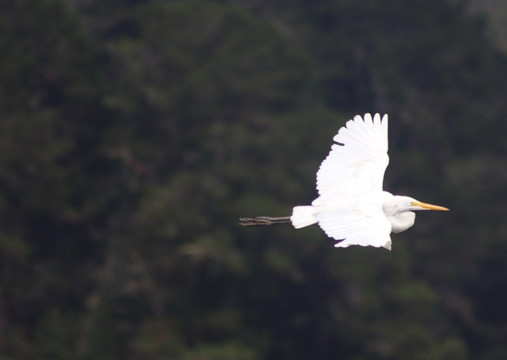 Rio Vivo-瓦尔迪维亚必去景点