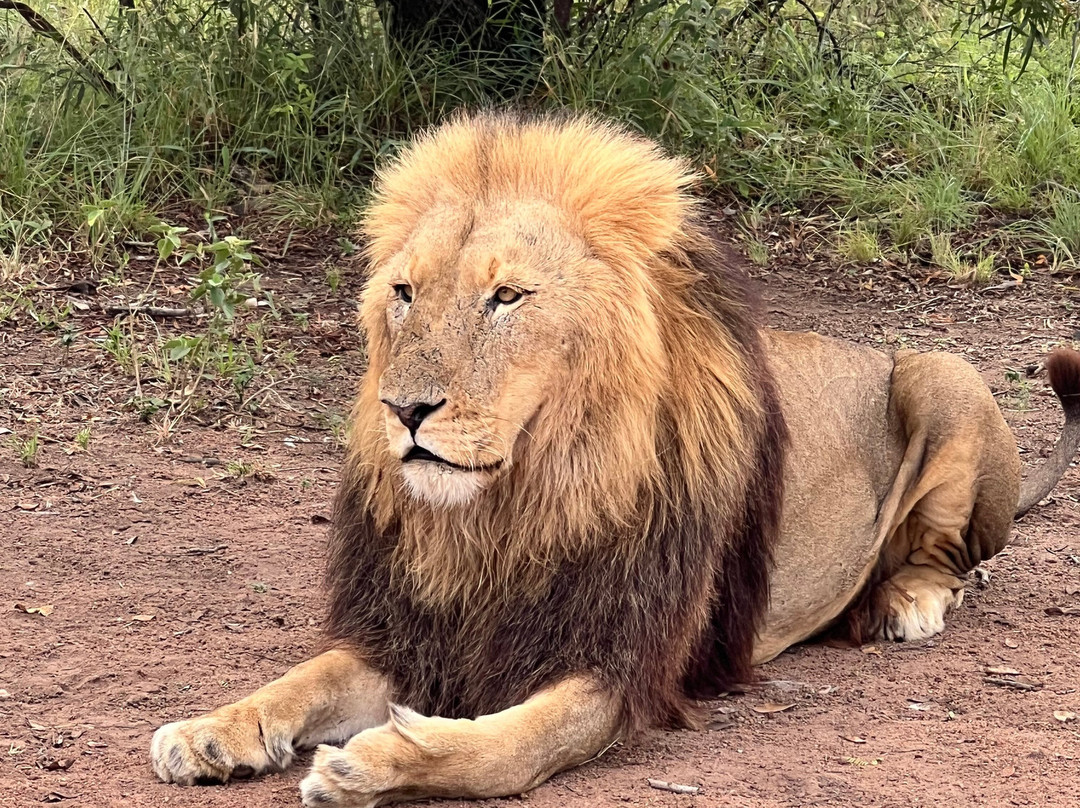 Wildside Tours and Safaris - Day Tours-约翰内斯堡必去景点