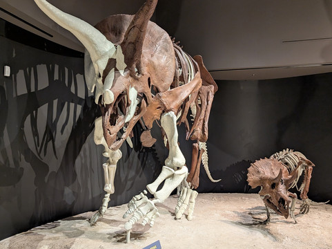 Museum of the Rockies-博兹曼必去景点