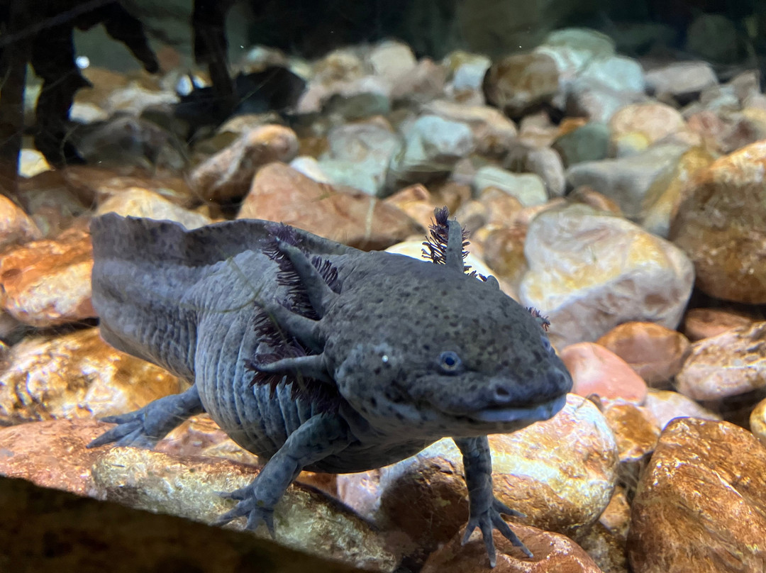 Lanzarote Aquarium-科斯塔特吉塞必去景点