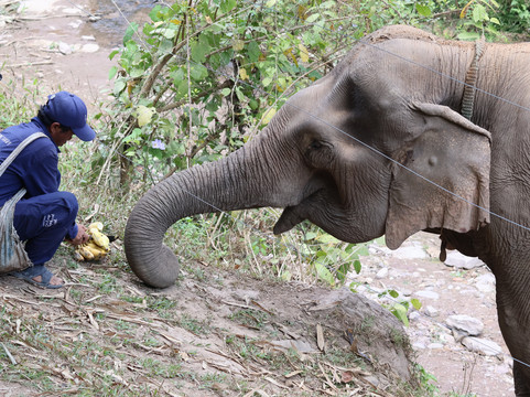 Mekong Elephant Park-北宾必去景点