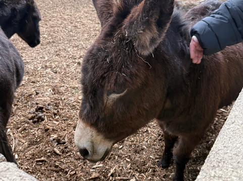怀特岛毛驴之家-文特诺必去景点