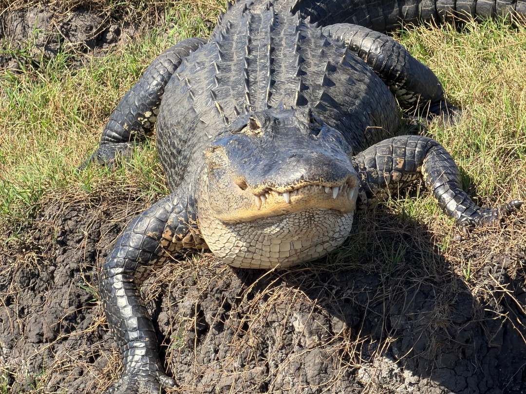 Backwoods Airboat Adventures-Christmas必去景点