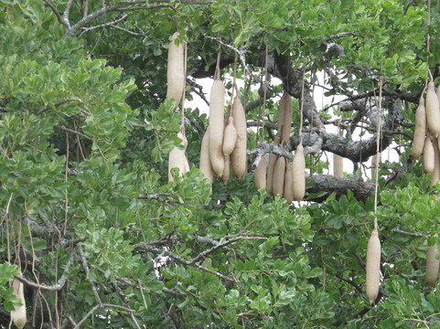 Tanzania Specialist-阿鲁沙必去景点