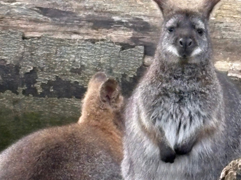 Manor Wildlife Park-St. Florence必去景点