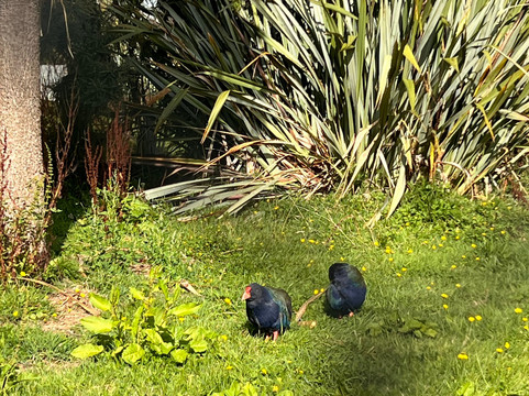 Te Anau Bird Sanctuary-蒂阿瑙必去景点