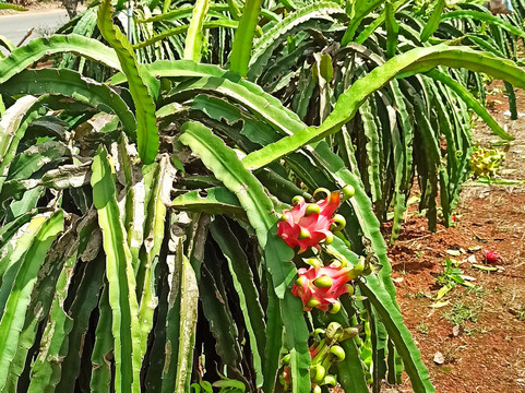 Easy Riders Hoi An-岘港必去景点