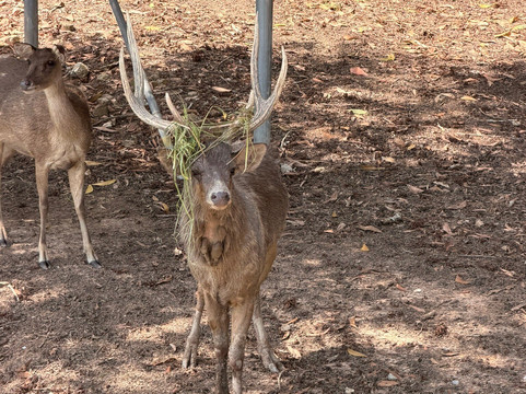 Mai Kiam Bridge, Nong Yai-春蓬必去景点