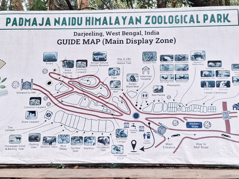Padmaja Naidu Himalayan Zoological Park-大吉岭必去景点