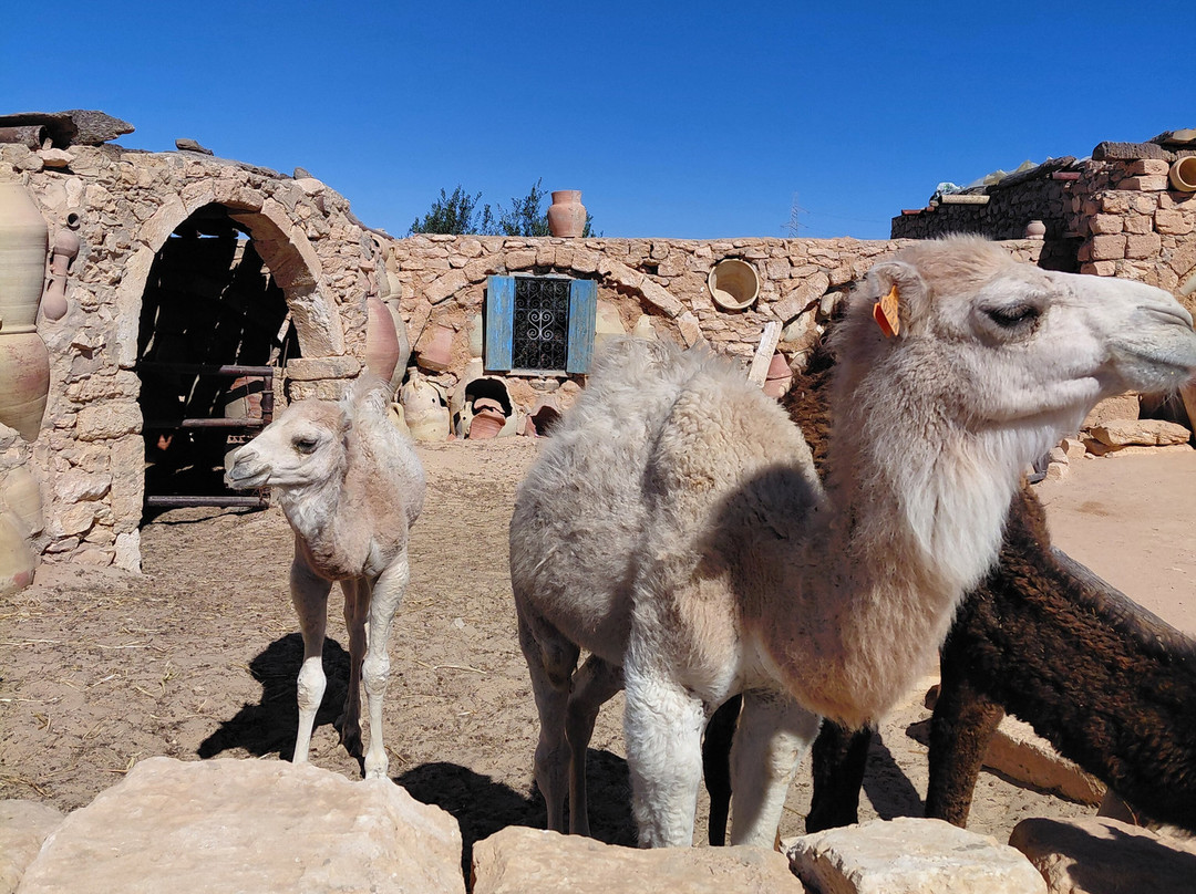 Poterie Mjahed Faouzi-Guellala必去景点