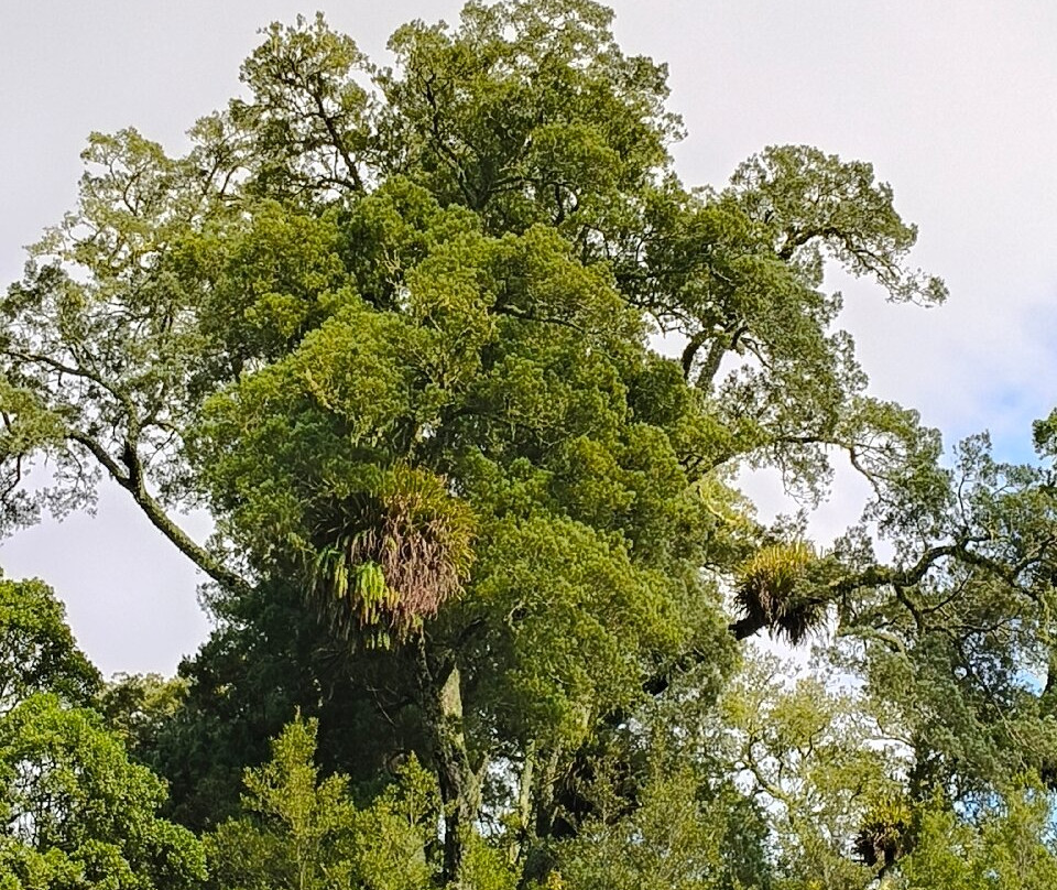 Awakeri Rail Adventures-法卡塔尼必去景点