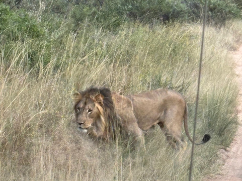 在Qwabi私人游戏保护区Letamo主图