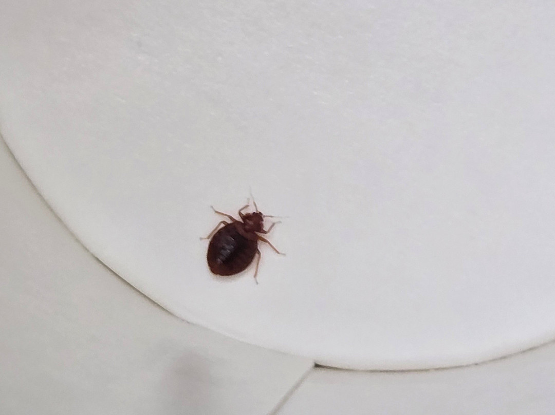 巴特里克市中心呗盟套房酒店主图