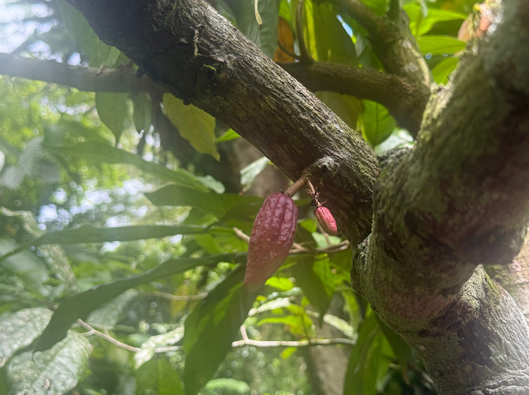 KokoMana-萨武萨武必去景点