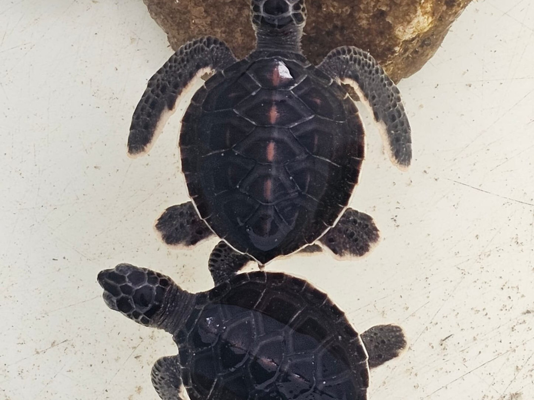 Royal Thai Navy Sea Turtle Conservation Center Phang Nga-Lam Kaen必去景点