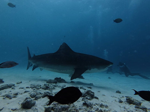 Fuvahmulah Dive School-Fuvahmulah必去景点