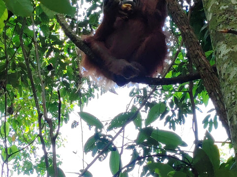 Bukit Lawang Jungle Trekking-武吉拉旺必去景点