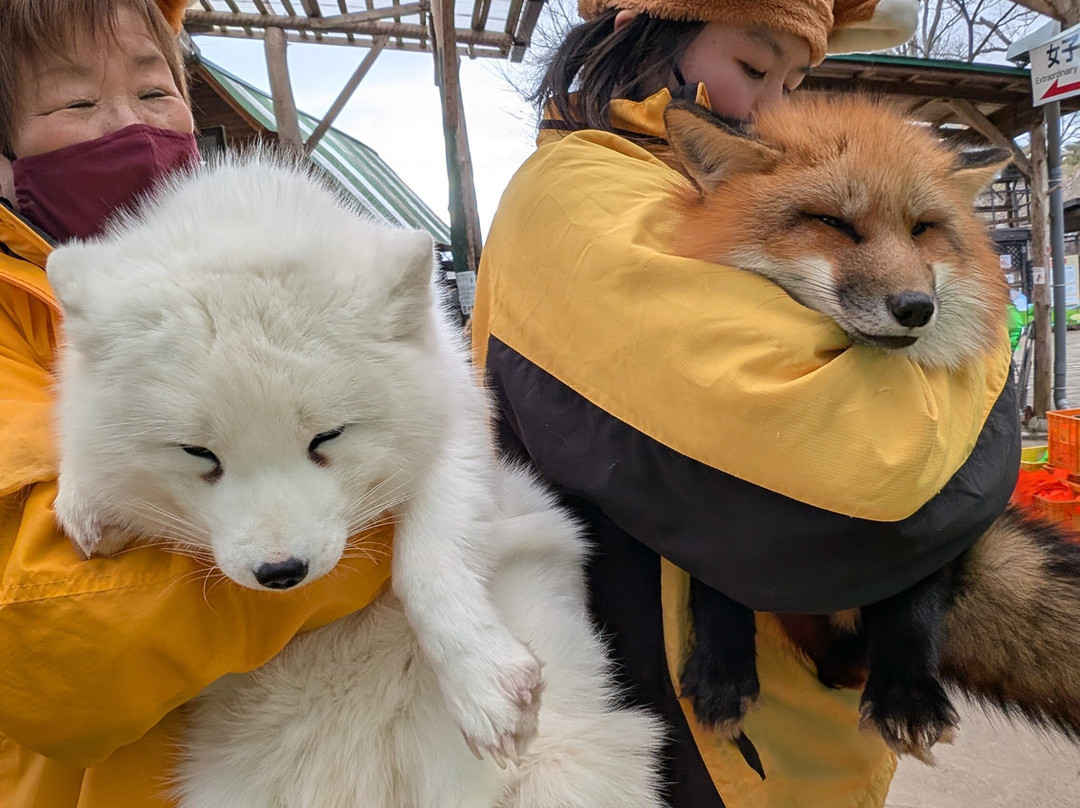 Miyagi Zao Fox Village-白石市必去景点