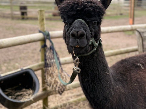 Woodlands Alpaca Farm-沃灵顿必去景点