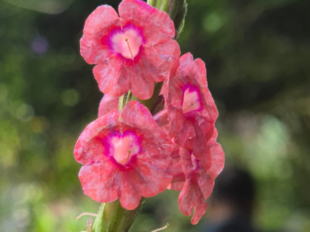 Reserva Natural Orquideas del Tolima-Ibague必去景点